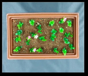 Original top-down image of the experimental plant bed