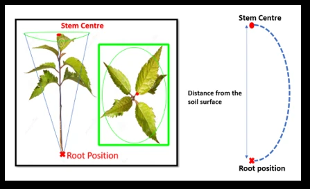 Root estimation geometry relating stem centre to the soil surface