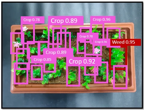 YoloR detections identifying crops and weeds in a plant bed